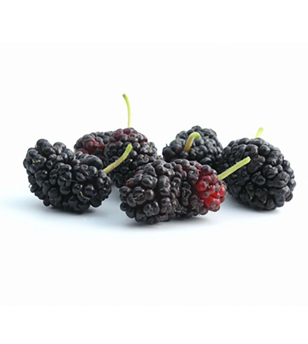 Mulberry